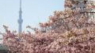 河津桜とスカイツリー