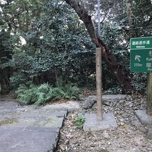 つばきのこみち