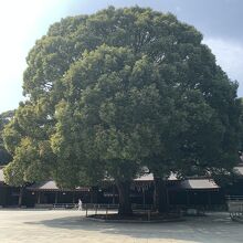 本殿の前の楠