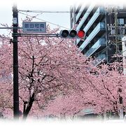 文化のみち　大寒桜の並木道