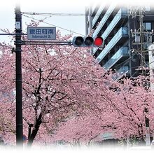 名古屋市東区高岳から白壁に至る南北1㌔程続く桜並木。