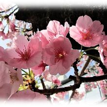 1961年「名古屋で一番早く咲く桜を見たい」から始まった