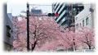 文化のみち　大寒桜の並木道