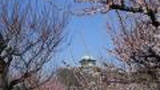 様々な梅が咲き誇っています。