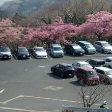 駐車場は無料で、３月には河津桜が満開になる。