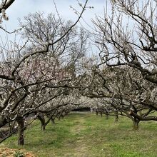 梅のトンネル