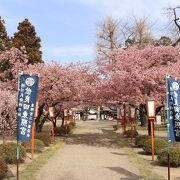 河津桜がきれいに咲いてました