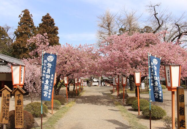 河津桜がきれいに咲いてました