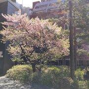 ビルの裏側は河津桜が綺麗です
