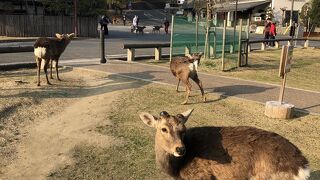奈良の鹿はおとなしい