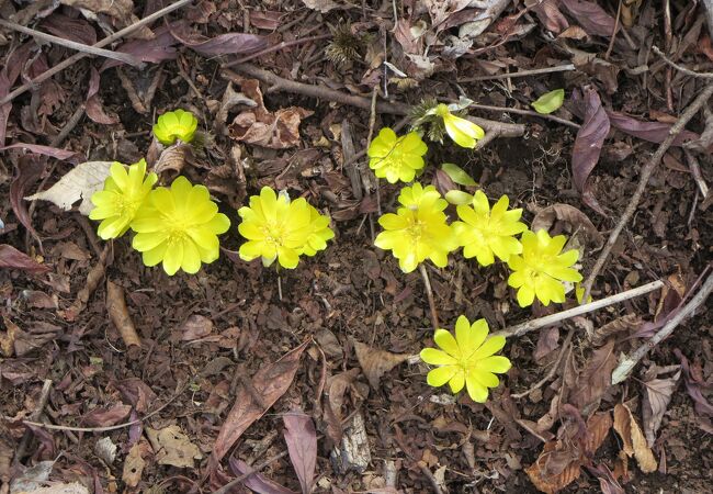 フクジュソウの花が咲く登山道をゆったりと歩く