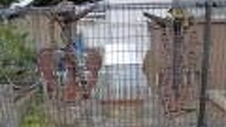 初代「不知火」の錨です