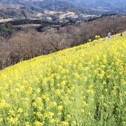 春は菜の花が可愛い！