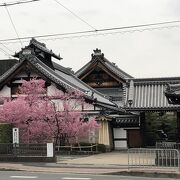 「おかめ桜」が満開