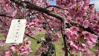 桜が咲いてきてます。