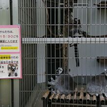 動物園のサル