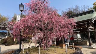 素晴らしい枝垂れ梅です