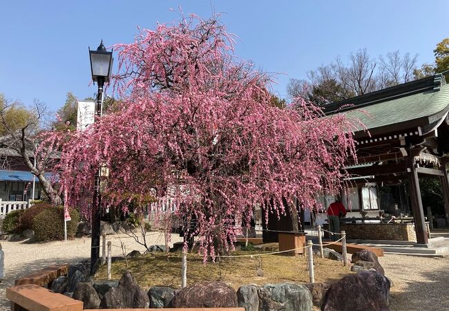 素晴らしい枝垂れ梅です