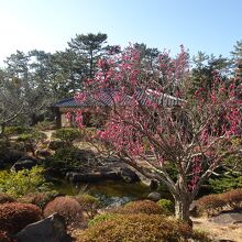 日本庭園と梅の花