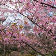 園内には、いろいろ植物がうえられています。