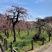 季節の花が楽しめます　魅力がいっぱい