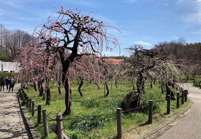 季節の花が楽しめます　魅力がいっぱい