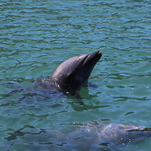 海で泳ぐイルカ