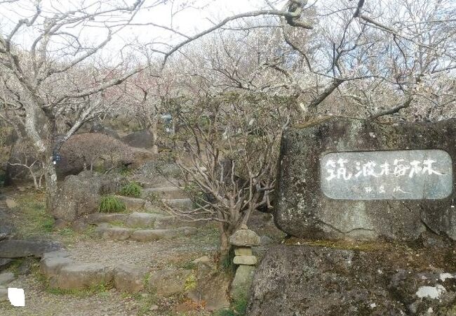 筑波山梅林 梅まつり クチコミ アクセス 営業時間 筑波山周辺 フォートラベル