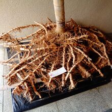 竹の地下茎