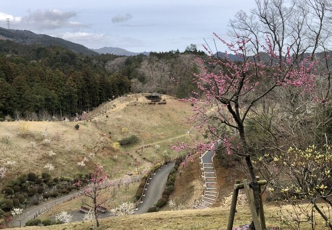 梅の公園