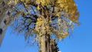 宇都宮城ゆかり