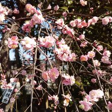 亀戸天神の梅の花