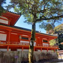 一円玉に描かれている「おがたまの木」