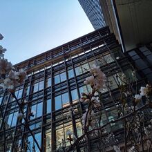 京橋エドグランの桜