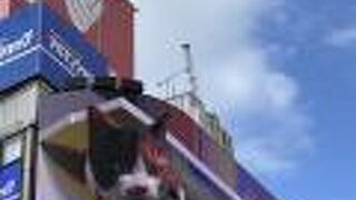 巨大なニャンコ〜！！！