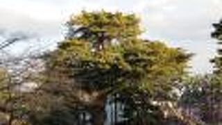 幹が太くてぐるぐると巻いている