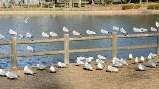 野球場とテニスコートとプールのある住之江公園