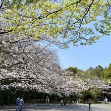 谷山神社境内の桜