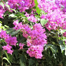 温室内のブーゲンビリア