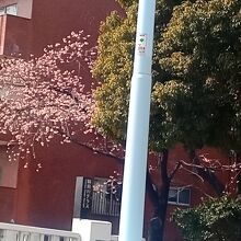 隅田川テラスの桜