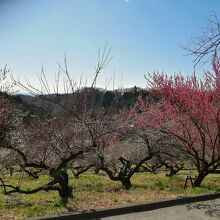 相模原市川尻財産区本沢梅園