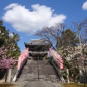 梅や河津桜がキレイでした