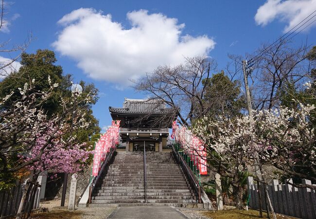 梅や河津桜がキレイでした