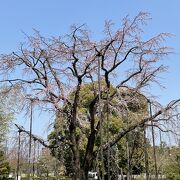 枝垂れ桜がきれいです。