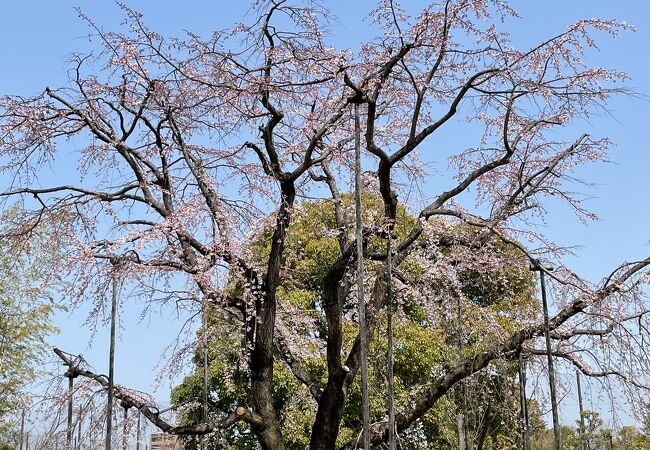 枝垂れ桜がきれいです。