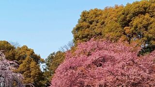 桜満開