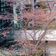 桜が綺麗なビル