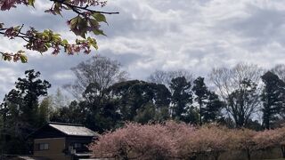 河津桜の名所だった！