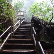 杉を近くで見れるよう遊歩道があります