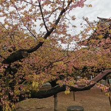 宮地嶽神社